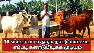 தினமும் 10 லிட்டர் கொடுக்கும் 6 இந்திய நாட்டுமாடுகள் | Milk breed indian desi breed part 1