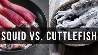 Squid vs. Cuttlefish: What's the Real Difference?