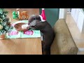 kotaro the otter merry christmas cake