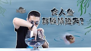 【信口開盒】20條食人魚群毆清道夫，這情況我把握不住啊！什麼叫爸見打手辦福袋？！