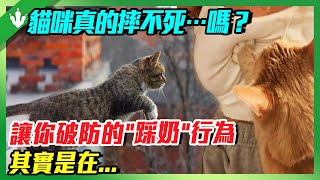 養貓人才知道的真相！貓咪真的摔不死嗎？讓你破防的“踩奶”行為，其實是在...