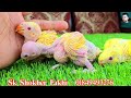 মাত্র 4500 টাকা পিস পাখি african grey parrot sk shokher pakhi