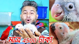 মাত্র 4500 টাকা পিস পাখি | African Grey Parrot | Sk Shokher Pakhi