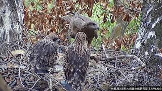 20210409鳶爸布朗尼送餐沒人接，鳶媽布蘭琪衝回巢 - 屏東黑鳶巢Black Kite Nest Cam台湾トビ子育て