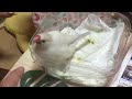 母の指にブチ切れ！飼い主の手が判断出来る文鳥【実家シリーズ】