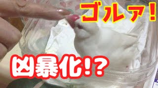 母の指にブチ切れ！飼い主の手が判断出来る文鳥【実家シリーズ】