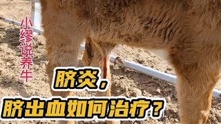 牛犊发生脐带炎，脐出血如何治疗效果好？做好消毒护理是关键