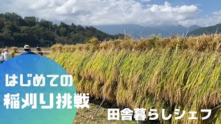 【 田舎暮らし シェフ 】初めての稲刈りに挑戦！　収穫体験の日　美味しいお米　山梨県 北杜市