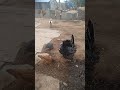 turkey cock