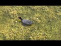 red knobbed coots seen during autumn wildlife in valencia tour september 2024