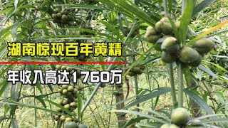 湖南小伙卖店回村种地，竟发现百年黄精，年收入高达1760万？