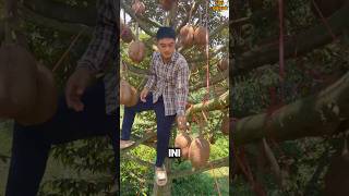 Mengapa Durian ini Tidak Berduri? #shorts