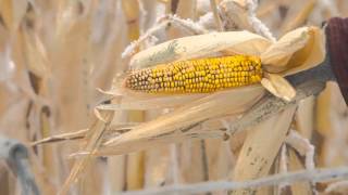 Winter Grazing Systems: Maximizing Corn Quality