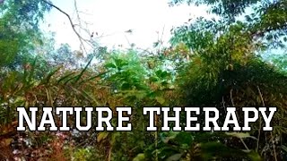 Birdsong and Gentle wind in the Trees🌳Forest Sounds Therapy for Stress Relief 🌳Fresh Ambience