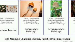 Pilz, Ordnung Champignonartige, Familie Hymenogastraceae kahlkopf fungus Psilocybe Fälbling weilii