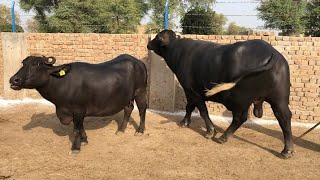 Giant Buffalo Bull of Nili Breed of Bajwa Buffalo Farm Vehari