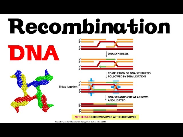 Genetic Recombination In Meiosis