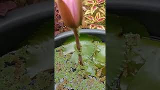 ദേ നോക്കു ആമ്പൽ ഇപ്പോൾ പൂക്കും🌷❤️🥰(water lily flowering)