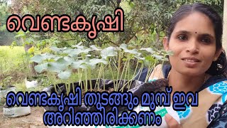 //വെണ്ടകൃഷി // Malayalam // വെണ്ടകൃഷി ചെയ്യന്നതിന് മുമ്പ് ഇവ അറിഞ്ഞിരിക്കണം//