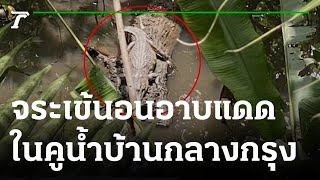 พบจระเข้นอนอาบแดดในคูน้ำกลางบ้าน | 15-08-65 | ห้องข่าวหัวเขียว