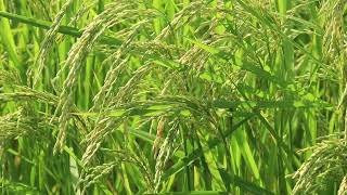 @TAMILRAJA2023  #a close up video of rice #நெல் மணி நெருக்கமான காணொளி