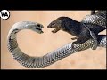 Hasta la Cobra Real Teme a Este Asesino de Serpientes