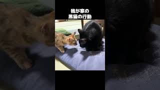 我が家の黒猫の行動を追うと…　#shorts