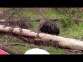 bear spray used on bear in yellowstone national park