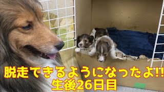 【シェルティ】脱走できるようになったよ🐾【生後26日目】