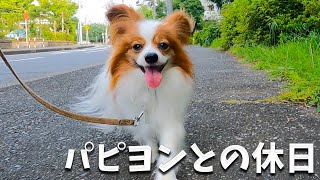 パピヨンとの休日をローアングルで。#papillon #パピヨン