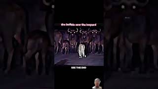 Leopard walking but attack buffalo|#1798 #animals #memes #wildlife #trending #shorts #ytshorts #wow