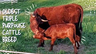 Milking Devon Cattle Everything You Could Possibly Ask for in Your Cattle
