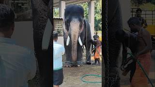 തലകുലുക്കുന്നത് കണ്ടാ ചെക്കൻ 🤗🤗🤗 കണ്ണൻ 🐘✨✨✨ #keralaelephant #elephantbathing #ആനപ്രേമി