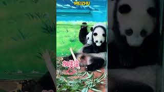 萌萌吃口竹子妹猪都不得安静 #pandacub #funny #giantpanda #animals #pandachina #cute #cutepanda #pets #パンダ君 #パンダちゃん