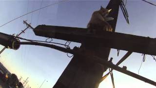 S.M.A.R.T. Rescue #12-145, A feral cat stuck on a power pole for 2 days