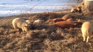 Kohonen Farm Mangalitza