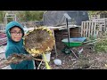 pumpkin u0026 sunflower harvesting അമേരിക്കയിൽ ഞങ്ങളുടെ മത്തങ്ങയുടെയും സൂര്യകാന്തിയുടെയും വിളവെടുപ്പ്