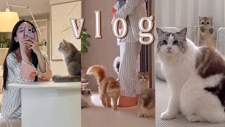 고양이 6마리 키우는 집사 VLOG | '집사가 아플 때' 고양이 반응은? | 깨끗한 집 유지하기 위한 청소 루틴🙋🏻‍♀✨