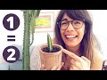 African Milk Tree propagation | Euphorbia trigona propagation in soil