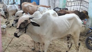 bade janwar in hashamabad bandlaguda | desi bulls and deoni bulls in Hyderabad bandlaguda hashamabad