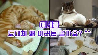 고양이들은 도대체 왜 이러는 걸까요?