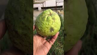 Big Allahabad guava from terrace garden # ❤️#tasty #viral