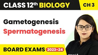 Class 12 Biology Chapter 3 | Gametogenesis: Spermatogenesis - Human Reproduction CBSE/NEET (2022-23)