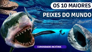 Peixes enormes! Os 10 maiores peixes do mundo.