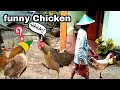 Funny Chicken