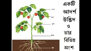 Different parts of plants | Part of plants and their functions| উদ্ভিদের বিভিন্ন অংশ।Class 7 Life Sc