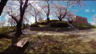 【桜】館鼻公園【360度動画】