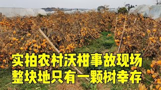 实拍农村沃柑事故现场，整块地只剩一棵树存活，望网友们吸取教训