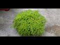 how to grow u0026 care pilea microphylla plant indoor plants outdoor plants