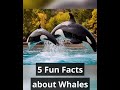 5 Fun Facts about Whales